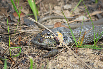hungry grass-snake caught a frog