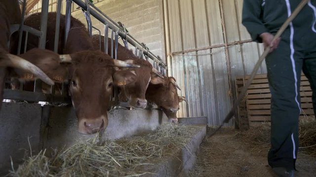 Farmer feeding cows in barn