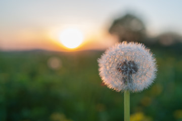 Fototapeta na wymiar löwenzahn auf dem Frühlingsfeld mit Sonnenuntergang - Blumenwiese