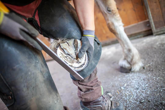 a blacksmith works on a horse hoof