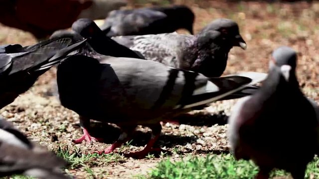Pidgins Eating Piece Of Bread 2