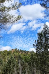 Fototapeta na wymiar Leafy forest under blue sky