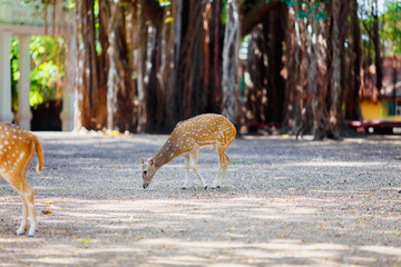 this beautiful deer living in the national Park