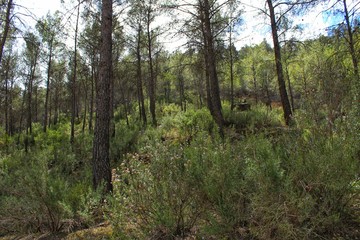 Pine forest in the mountains