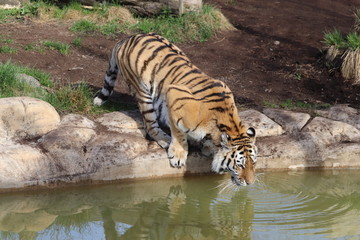Tiger beim drinken