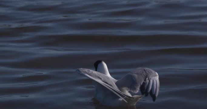Black headed gull dives underwater rear view slow motion.