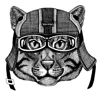 Wild cat Animal wearing motorycle helmet. Image for kindergarten children clothing, kids. T-shirt, tattoo, emblem, badge, logo, patch