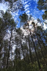 Leafy forest under blue sky