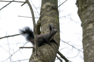 gray squirrel sitting on a tree