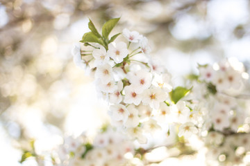 white blossom