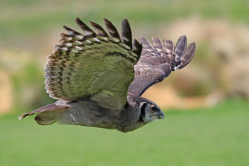 Close up of an Eagle Owl in flight
