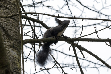gray squirrel sitting on a tree