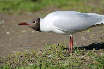 Adult Black-headed Gull in summer (alternate) plumage displaying the forward posture. Demonstration...