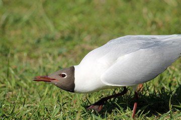 Adult Black-headed Gull in summer (alternate) plumage displaying the forward posture. Demonstration...