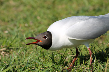 Adult Black-headed Gull in summer (alternate) plumage displaying the forward posture with open mouth. Demonstration of aggression and willingness to attack