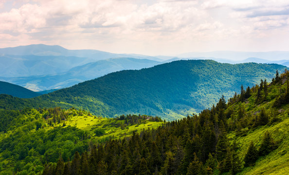 forested hills of Carpathian mountains. beautiful scenery in summer