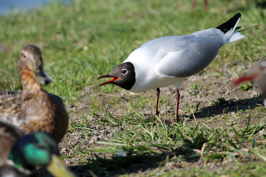 Adult Black-headed Gull in summer (alternate) plumage displaying the forward posture with open mouth. Demonstration of aggression and willingness to attack