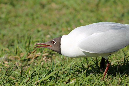 Adult Black-headed Gull in summer (alternate) plumage displaying the forward posture. Demonstration of aggression and willingness to attack
