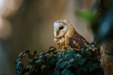 Barn owl, Tyto alba, sitting in a window. Beautiful night predator on ruins of old castle. Evening scene with mysterious bird of prey.