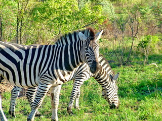 Fototapeta na wymiar Zebra on morning game drive safari , South Africa