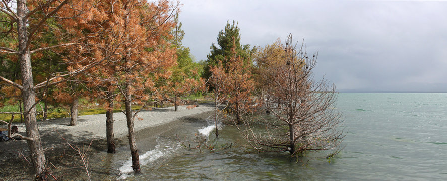 Sunken Trees at Sevan lake shore in Armenia