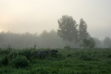 The felled tree lies on the background of the birch in the morning mist.