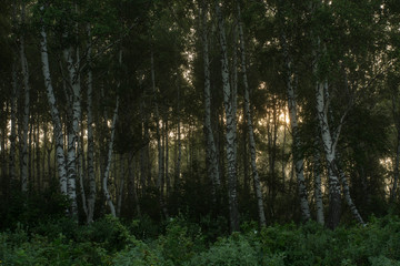 The sun breaks through the trees. Birch Grove.
