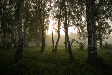 The sun breaks through the trees. Birch Grove.