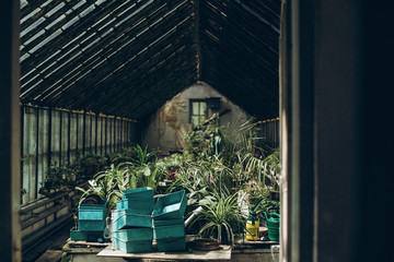 inside of a greenhouse in botanical garden. green plants palms and trees in green house under glass window light