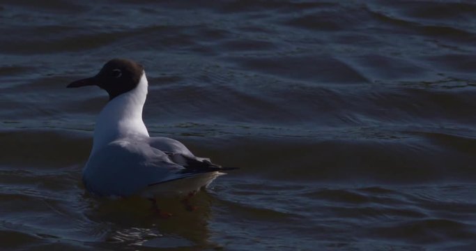 Black headed gull floating on water slow motion