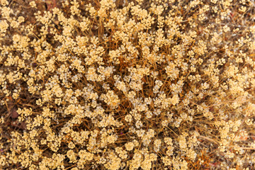 North America, United States, Oregon, Central Oregon, Redmond, Bend, Mitchell. Series of low clay hills striped in colorful bands of minerals, ash and clay deposits.Dried Desert wildflowers.