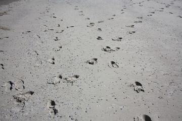 spuren im sand