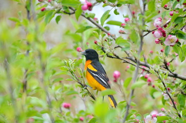 Baltimore Oriole sitting on tree branch