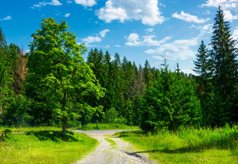 Fototapeta na wymiar country road through the forest on a grassy meadow. beautiful summer landscape of Carpathians