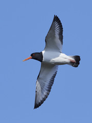 Eurasian oystercatcher (Haematopus ostralegus)