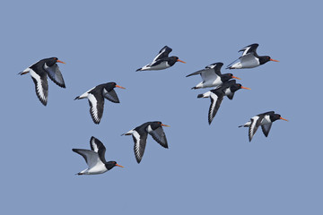 Eurasian oystercatcher (Haematopus ostralegus)
