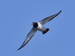 Eurasian oystercatcher (Haematopus ostralegus)