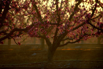 Fototapeta premium Paisaje con melocotoneros en flor, frutales, rosa, en primavera