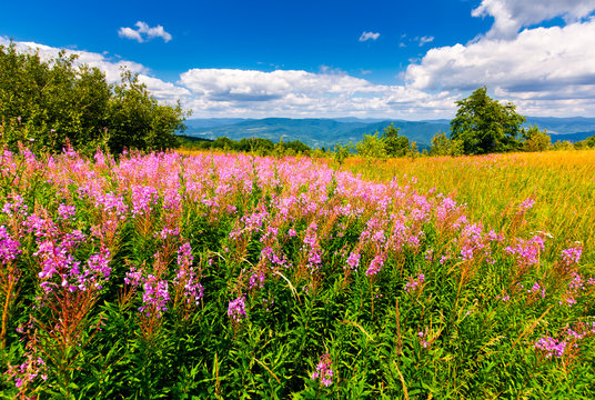 wild purple herbal in mountains. lovely nature landscape