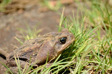 Cane Toad