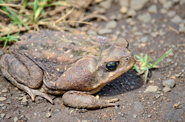 Cane Toad