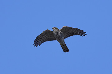 Eurasian sparrowhawk (Accipiter nisus)