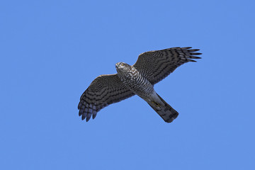 Eurasian sparrowhawk (Accipiter nisus)