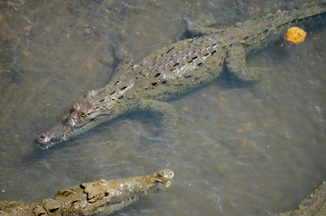 Wild American Crocodiles