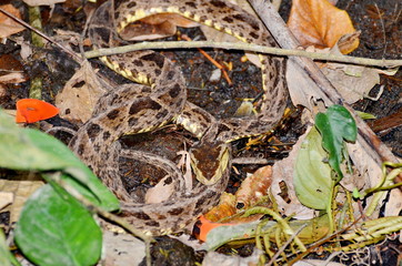 Fer-de-lance snake in the wild
