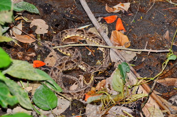 Fer-de-lance snake in the wild