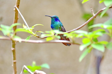 Lesser violetear hummingbird