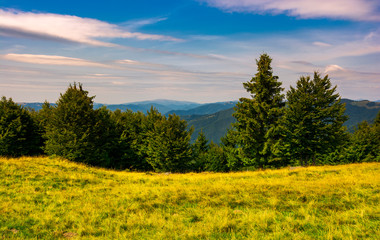 forest on a grassy meadow in mountains. beautiful summer landscape with Krasna mountain in the far...