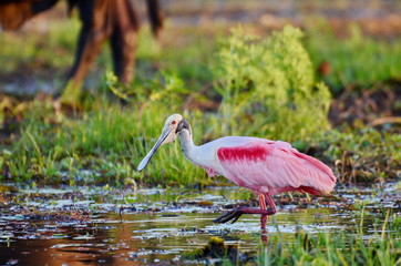 Roseate Spoonbill