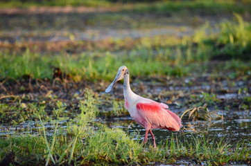 Roseate Spoonbill